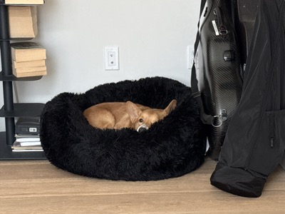 Loaf the dog