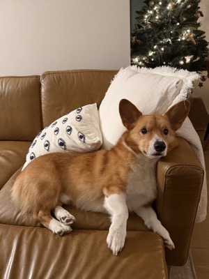 Loaf the dog