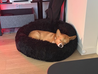 Loaf the dog