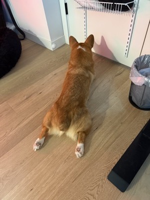 Loaf the dog
