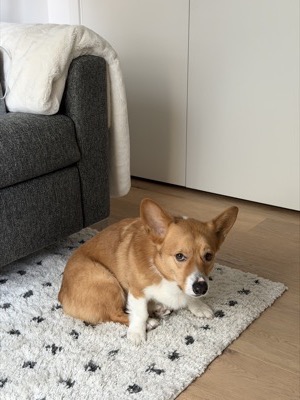 Loaf the dog