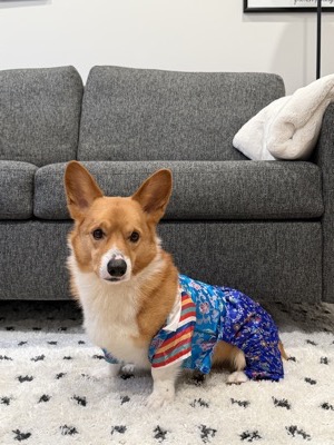 Loaf the dog