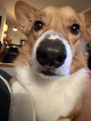 Loaf the dog